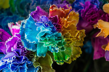 Rainbow color Carnations. Colorful flowers. Close up flowers.
