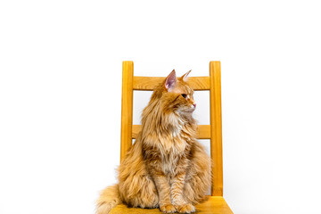 Długowłosy, rudy kot maine coon siedzący na krześle i patrzy w bok na białym tle