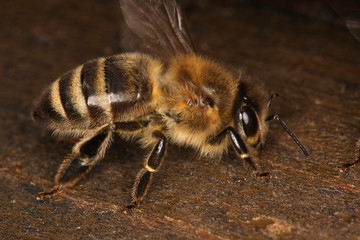 Bee, Honeybee, Nectar, Beehive, Entrance, Thuringia, Germany, Europe