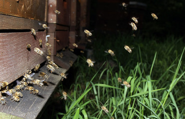 Bee, Honeybee, Nectar, Beehive, Entrance, Thuringia, Germany, Europe