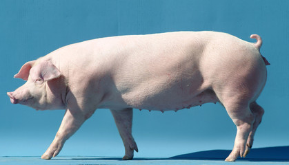 matriz  suina porco agro