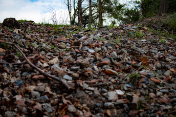 autumn leaves on the ground