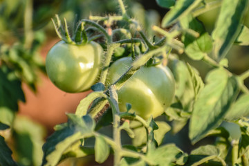 Green grapevine tomatoes. Green unripe tomatoes on the bush. Tomatoes on the vine, tomatoes growing on the branches. Green vegetables in the greenhouse, the shrub immature vegetables