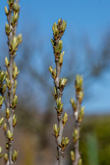 Branch of sea buckthorn female plant (Hippophae) with small buds in early spring, close up