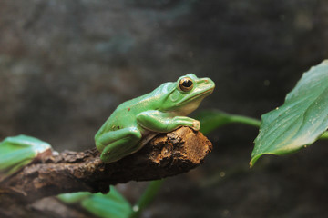 Green frog on a tree