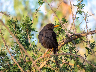 Cute black bird posing for the camera.