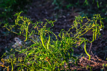 Green chili pepper plant on field agriculture in field