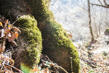 Obraz premium fresh moss on a tree
