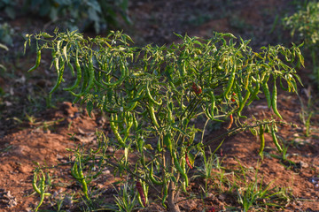 Green chili pepper plant on field agriculture in field