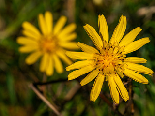 Close up of yellow flower, summer time.