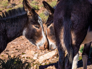 Donkey couple in the middle of the desert.