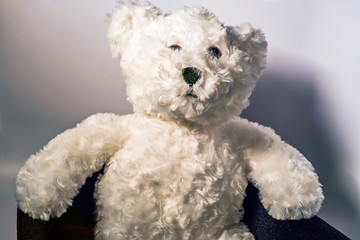 Stuffed polar bear on a white background