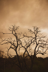 dead tree in the sunset