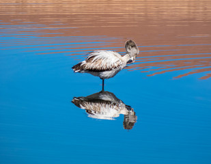 Beautiful bird being reflected in the water