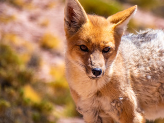 Beautiful wild fox portrayed in Desert of Atacama.