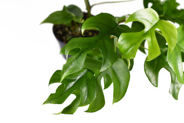 Leaves of tropical 'Rhaphidophora Tetrasperma', a trendy house plant with small leaves with...
