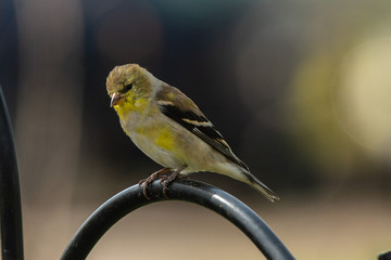 female house sparrow