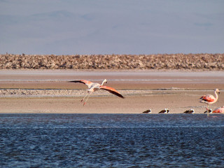 Beautiful wild flamingos in salar.