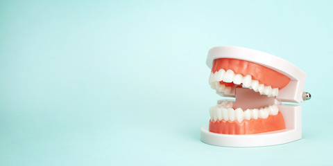 Artificial jaw on a green background