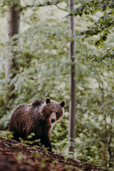 Obraz premium Close up wild, big Brown Bear, Ursus arctos, deep forest after sunset. Wildlife, european animal. 