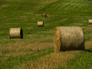 Sheaves of hay on the field, end of summer.
