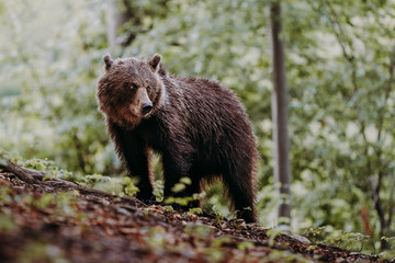 Close up wild, big Brown Bear, Ursus arctos, deep forest after sunset. Wildlife, european animal. 