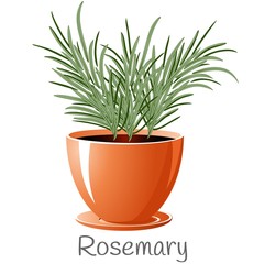 Rosemary herb in a flower pot.