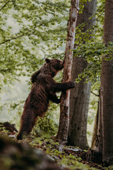 Obraz premium Close up wild, standing big Brown Bear, Ursus arctos, deep forest after sunset. Wildlife, european animal. 