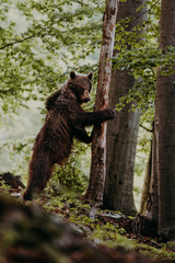Close up wild, standing big Brown Bear, Ursus arctos, deep forest after sunset. Wildlife, european animal. 