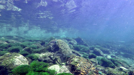 Österreich Traun Fluss Schnorcheln Tauchen Forelle Austria River Snorkeling Diving Trout