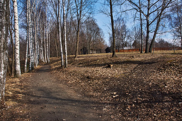 Birch Alley.A dirt walking path surrounded by Russian birch trees. At the edges of the path last...
