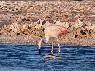 Beautiful wild flamingos in salar.