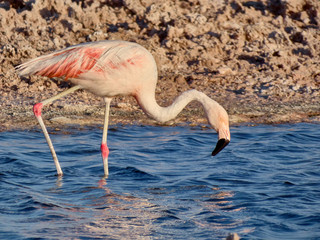 Beautiful wild flamingos in salar.