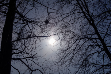 sad winter sky with trees