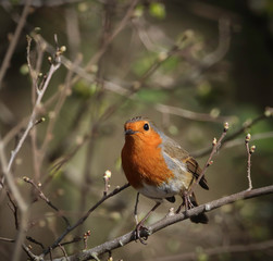 Robin perching in the sunshine