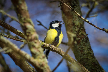 A Great Tit singing in a tree