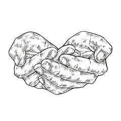 Hands heart shape. Human hand vector illustration. Care symbol. Vintage engraving style.