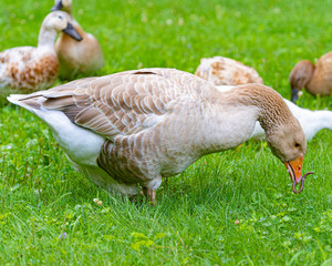 ducks & geese