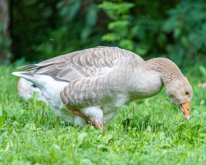 ducks & geese