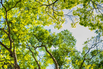 galhos com folhas verdes estampadas em céu azul, vista por baixo copa de arvore, fotografado na natureza