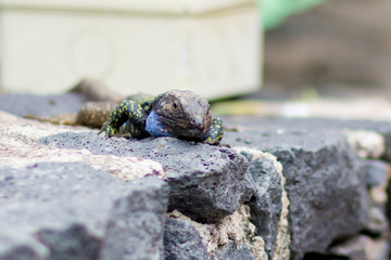 Eidechse auf Teneriffa