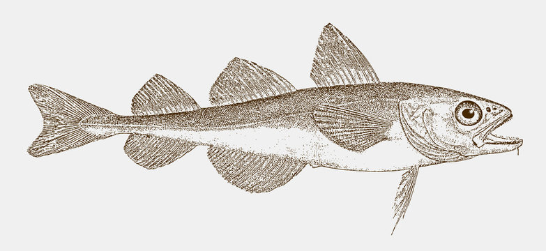Polar cod boreogadus saida, a marine food fish from Arctic waters