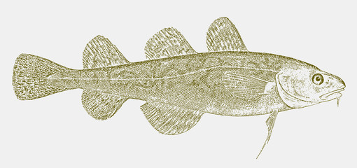 Frostfish, microgadus tomcod, a cod from the western atlantic in side view © M