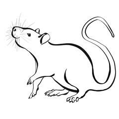 Rat icon. Black silhouette of animal