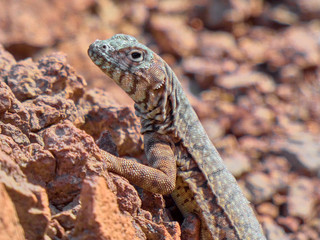 Beautiful lagatija sunbathing and posing at camera.