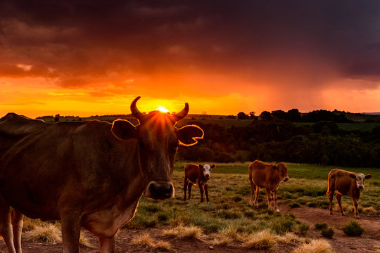 Vaca ao p&ocirc;r do sol, raio luminoso passando por seus chifres, vaca no entardecer.