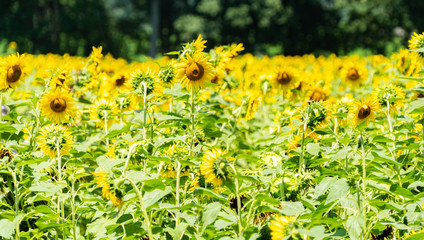 sunflowers at farm