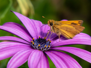 Obraz premium Moths and bees in striking flower colors.