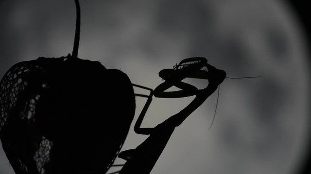 Silhouette of praing mantis against the Moon