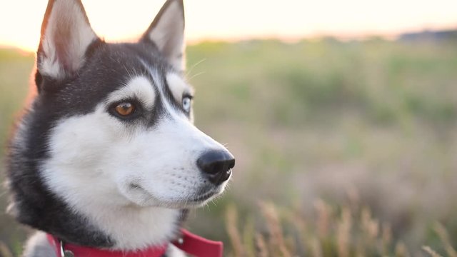 Husky dog in red colar in field